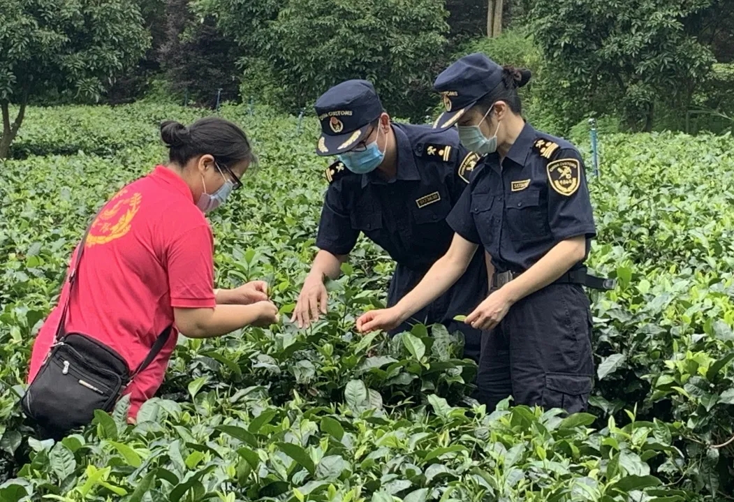 茶葉出口需要辦理什么手續(xù)？